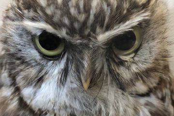 Stuffed owl. shown from the neck up.