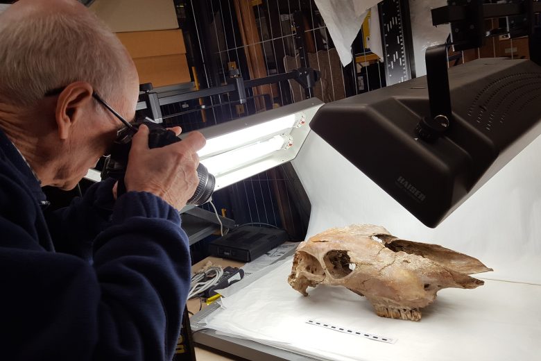 Man photographing animal skull