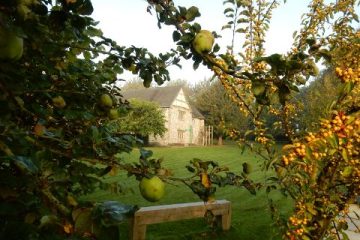 Apple tree. house can be seen beyond the branches.