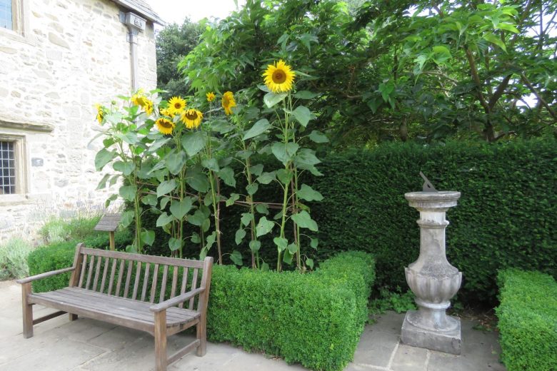 Bench in the garden with sunflower bed behind it.