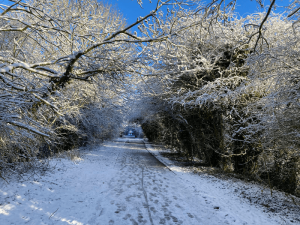 Forest path and trees covered in snow