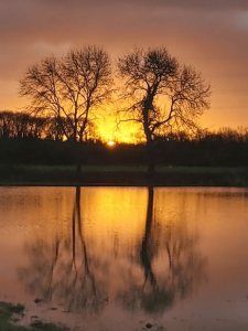 photograph of a meadow at sunset