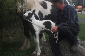 A horse and its foal. The foal is attached to a rope lead held by a man sat down on a rock